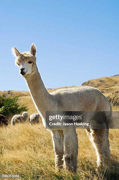 alpaca in meadow - alpaka stock-fotos und bilder