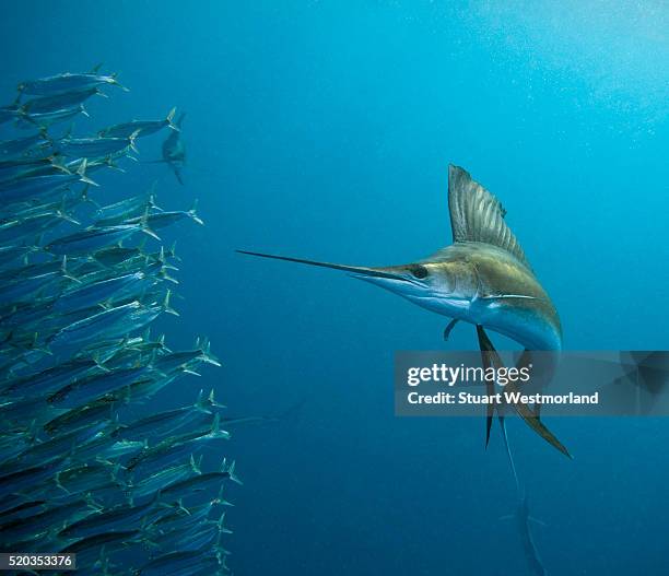 sailfish feeding on brazilian sardines - sailfish stockfoto's en -beelden