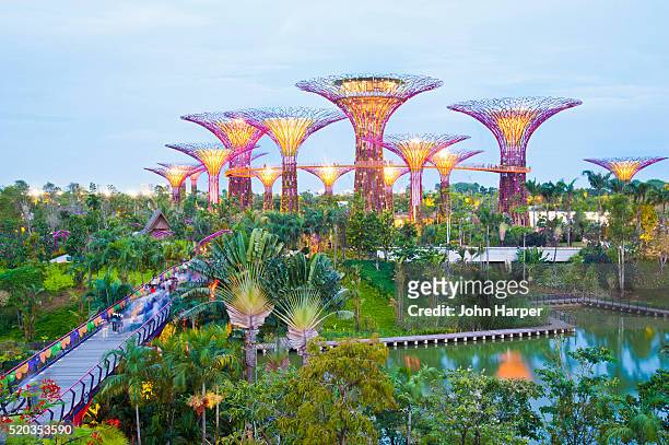 the supertree grove, gardens by the bay, singapore - singapore gardens stock-fotos und bilder
