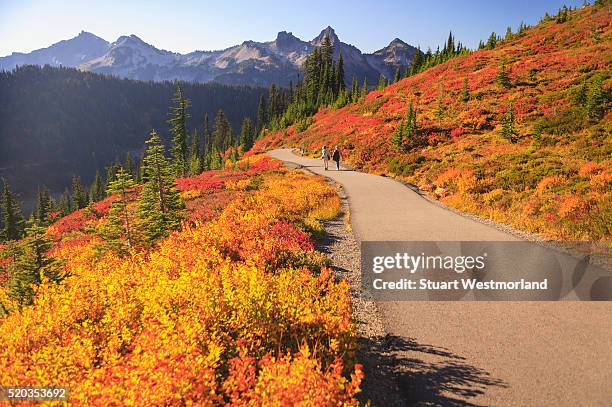 fall colors at mt. rainier - mt rainier national park stock pictures, royalty-free photos & images