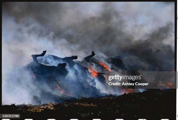 foot and mouth cattle burning on pyre - foot and mouth disease stock pictures, royalty-free photos & images