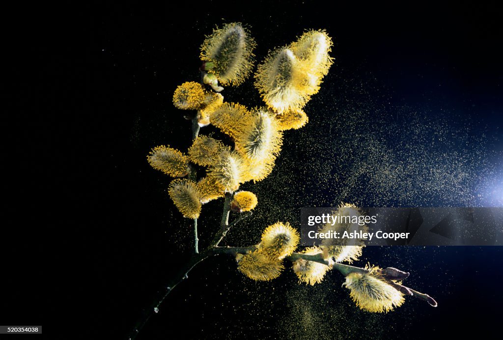 Willow Tree Releasing Pollen