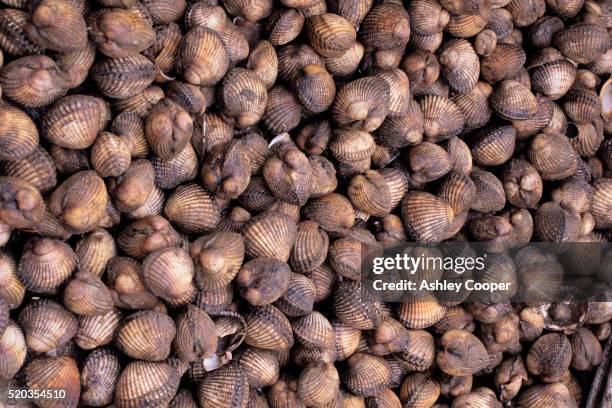 cockles harvested in morecambe bay - kokkel stockfoto's en -beelden