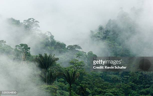 cloudy rainforest in the buenaventura reserve - ecuador stock-fotos und bilder