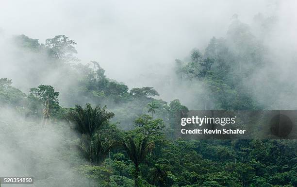 cloudy rainforest in the buenaventura reserve - djungel bildbanksfoton och bilder