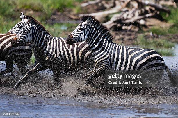 zebras running through water - zebra herd running stock pictures, royalty-free photos & images