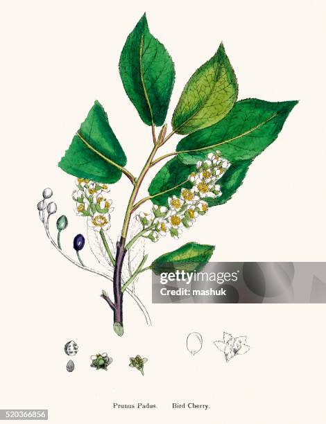 bird cherry hackberry branch 19th century illustration - botanical garden stock illustrations