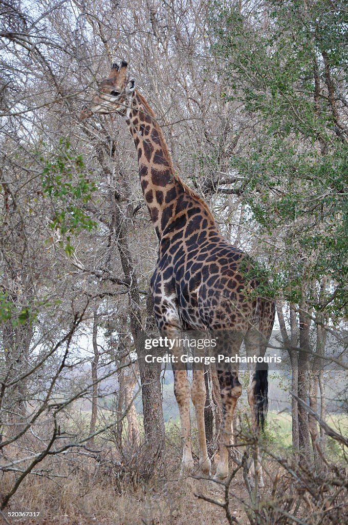 Giraffe in the Savannah