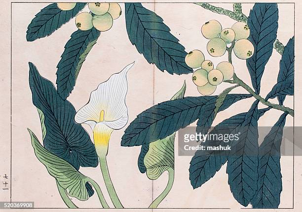 stockillustraties, clipart, cartoons en iconen met calla lilly and loquat tree japanese woodblock print - thistle