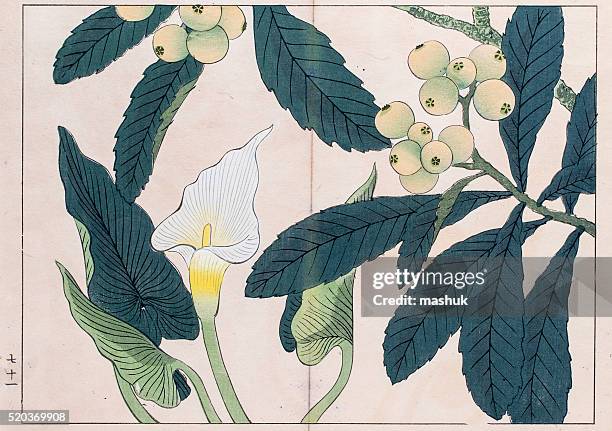 ilustrações, clipart, desenhos animados e ícones de lírio calla e ameixa japonesa xiolográfica em japonês estampa de árvore - impressão ilustração