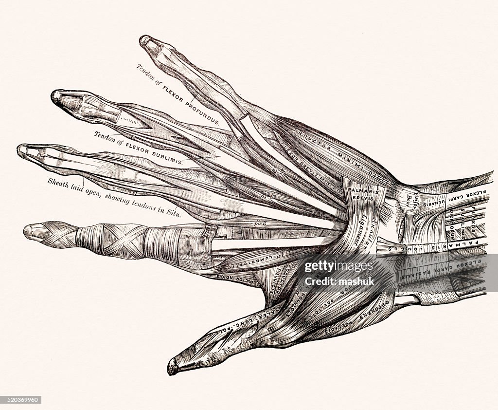 Muscles on left hand 19th century anatomy image