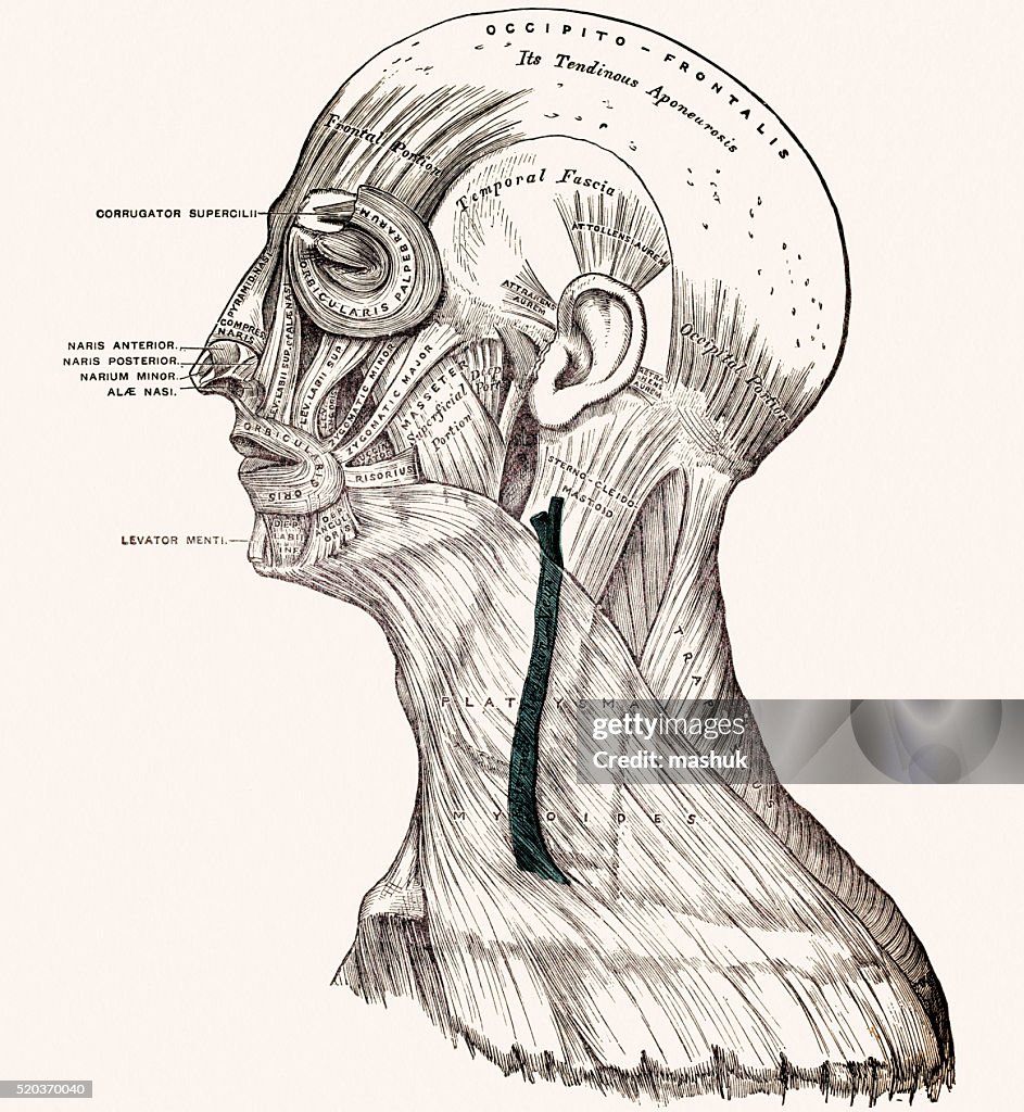 Músculos De La Cabeza Médicos Medio Siglo 19 Ilustración de stock - Getty  Images