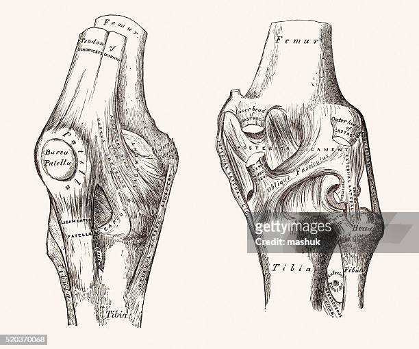 ひざ関節、19 世紀の医療イラストレーション - 人間の膝点のイラスト素材／クリップアート素材／マンガ素材／アイコン素材