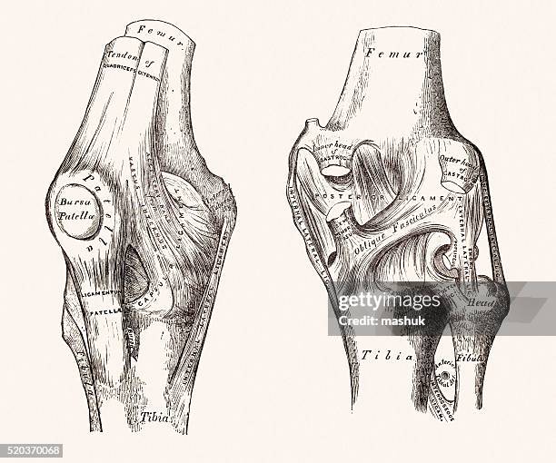 knee joints, 19 century medical illustration - human foot anatomy stock illustrations