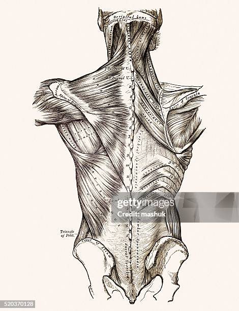 の筋肉、背中、19 世��紀の医療イラストレーション - 人の筋肉点のイラスト素材／クリップアート素材／マンガ素材／アイコン素材