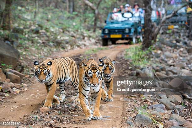 three bengal tigers in front of tourist car - a bengal tiger stockfoto's en -beelden