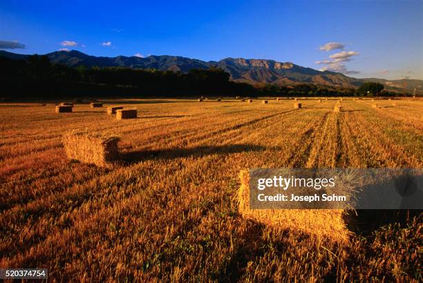 Topa Background 436 Topa Stock Photos, High-Res Pictures, and Images - Getty Images