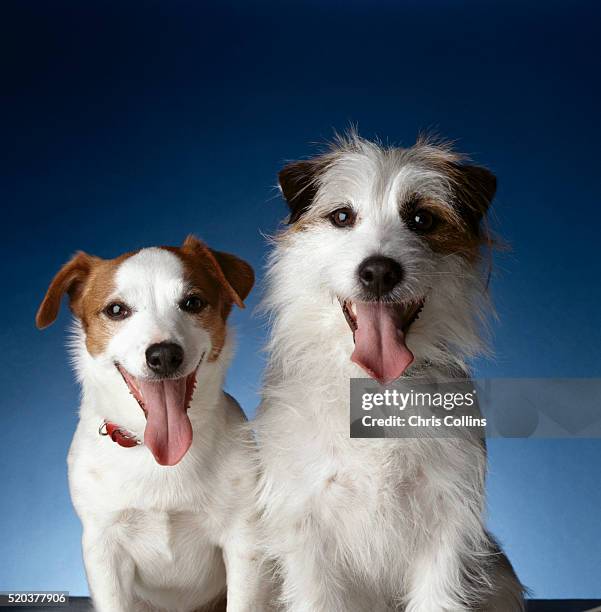 two dogs sticking out their tongues - jack russell stock pictures, royalty-free photos & images