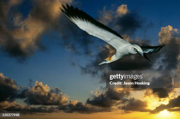 australian gannet flying in front of cloudy sky at sunset - オーストラリアシロカツオドリ ストックフォトと画像