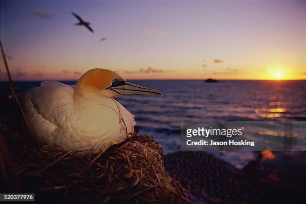 australian gannet - オーストラリアシロカツオドリ ストックフォトと画像