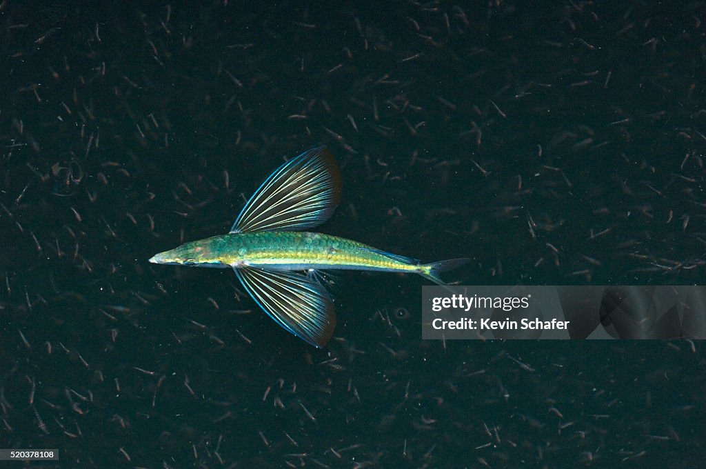 Flying Fish Feeding on Krill