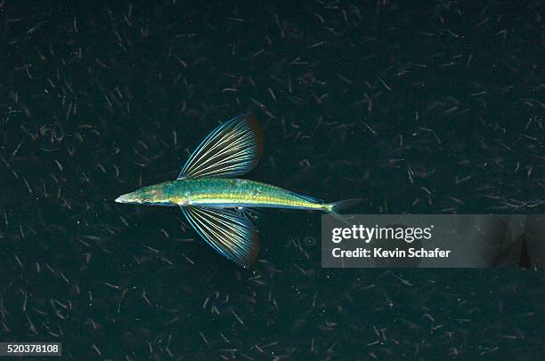 flying fish feeding on krill - krill stock pictures, royalty-free photos & images