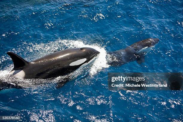 orca pod near new zealand - pod group of animals stock pictures, royalty-free photos & images