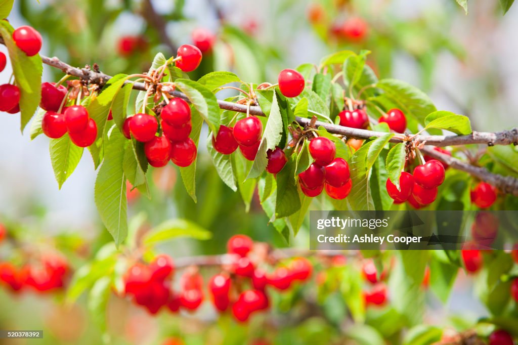 Cherry trees in an orchard near Villena, Murcia, Spain.