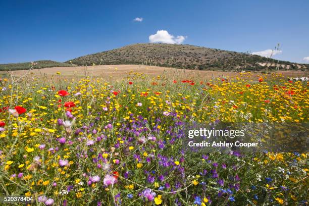 wild flowers growing on a field verge in andalucia, spain. - biodiversity stock pictures, royalty-free photos & images