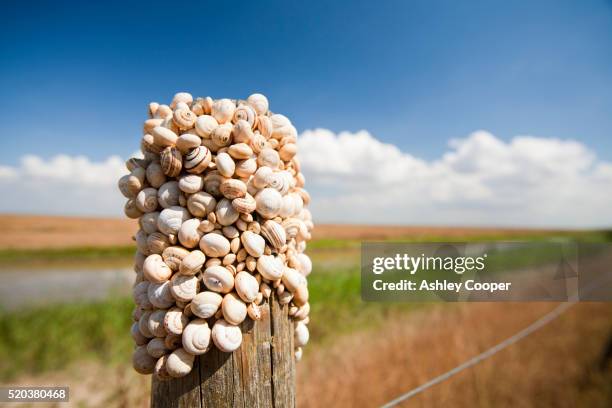 snails on a fence post in the coto donana, andalucia, spain - hibernation stock pictures, royalty-free photos & images