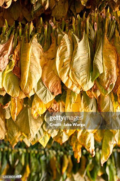 tobacco leaves drying - cultivo-de-tabaco fotografías e imágenes de stock