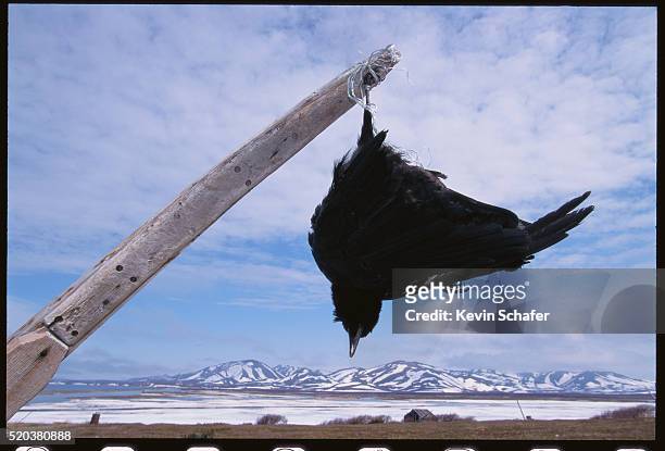 raven hanging from a post - dead raven stock-fotos und bilder