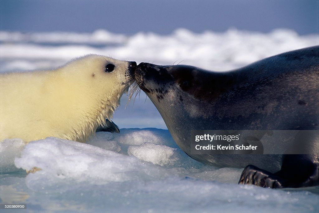 Mother and Pup Harp Seals Touching Noses