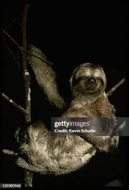 three-toed tree sloth - bicho preguiça - fotografias e filmes do acervo