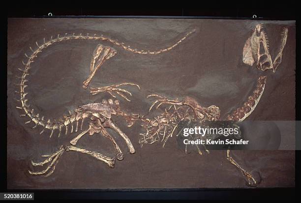 jurassic twin crested dilophosaurus fossil - animal skeleton stock pictures, royalty-free photos & images