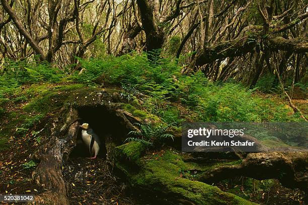adult yellow-eyed penguin nesting in rata forest - enderby island stock pictures, royalty-free photos & images