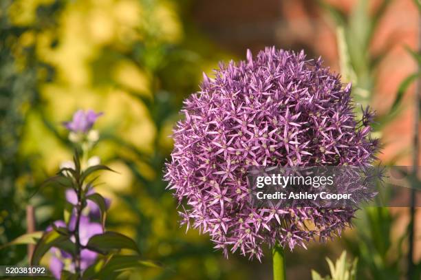 alium flower at holehird gardens in england - alium stockfoto's en -beelden