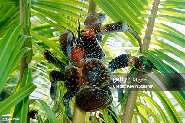 giant coconut crab on niue island - coconut palm tree stock pictures, royalty-free photos & images