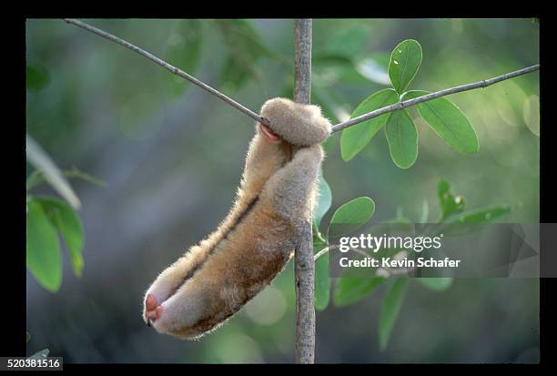 silky anteater in defense posture - silky anteater stock pictures, royalty-free photos & images