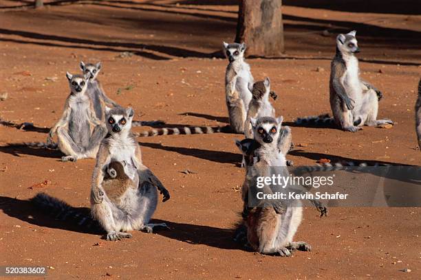 seated ring-tailed lemurs - lémur de cola anillada fotografías e imágenes de stock