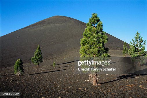 Scattered Ponderosa Pines Below Cinder Cone