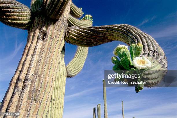 flowering saguaros - saguaro national monument stockfoto's en -beelden