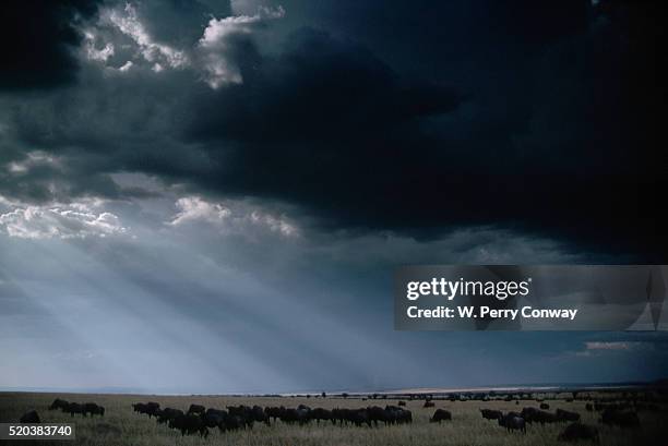 black wildebeests migrate under serengeti storm clouds - black wildebeest stock pictures, royalty-free photos & images