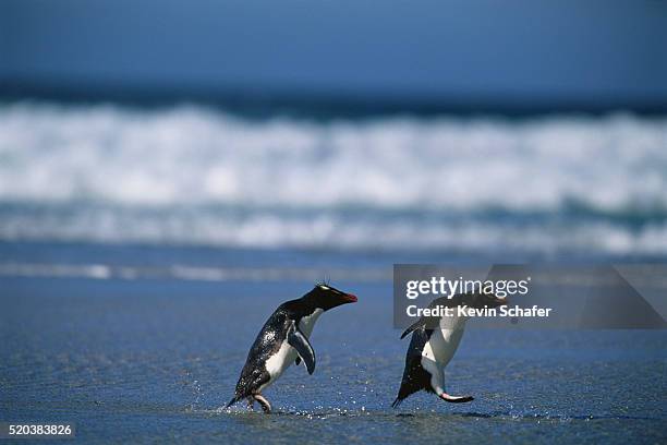 rockhopper penguins waddling on beach - rockhopper penguin stock pictures, royalty-free photos & images