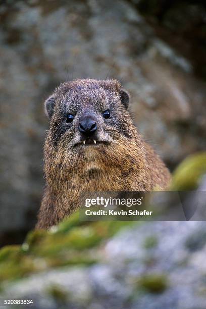 rock hyrax in kenya - rock hyrax stock pictures, royalty-free photos & images