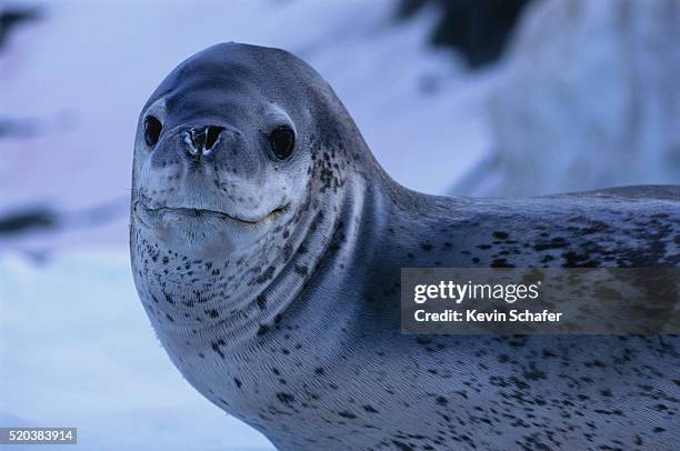 leopard seal - leopard seal imagens e fotografias de stock