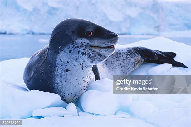 leopard seal on ice - ヒョウアザラシ ストックフォトと画像