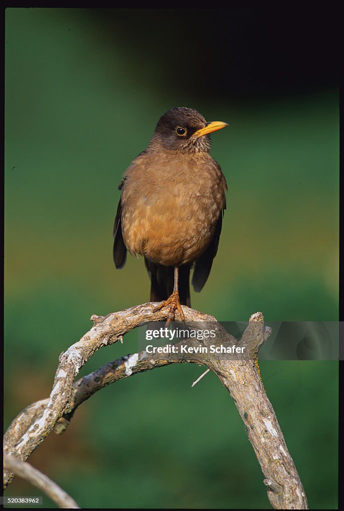 Falkland Thrush