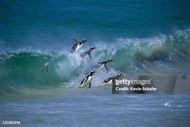 gentoo penguins in ocean surf - falklandinseln stock-fotos und bilder