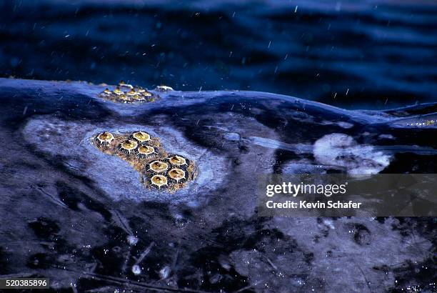 barnacles on gray whale near mexico - barnacle foto e immagini stock